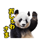 山形弁☆パンダ（個別スタンプ：31）