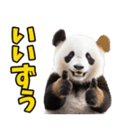 山形弁☆パンダ（個別スタンプ：33）