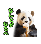 山形弁☆パンダ（個別スタンプ：34）