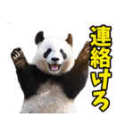 山形弁☆パンダ（個別スタンプ：35）