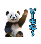 山形弁☆パンダ（個別スタンプ：36）