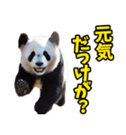 山形弁☆パンダ（個別スタンプ：37）