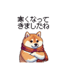 秋 冬 太っちょ柴犬 季節の気遣い（個別スタンプ：1）