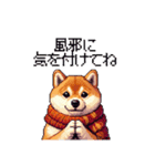 秋 冬 太っちょ柴犬 季節の気遣い（個別スタンプ：4）
