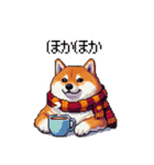 秋 冬 太っちょ柴犬 季節の気遣い（個別スタンプ：10）