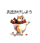 秋 冬 太っちょ柴犬 季節の気遣い（個別スタンプ：11）