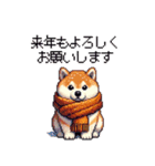 秋 冬 太っちょ柴犬 季節の気遣い（個別スタンプ：16）