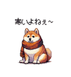 秋 冬 太っちょ柴犬 季節の気遣い（個別スタンプ：19）