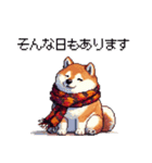 秋 冬 太っちょ柴犬 季節の気遣い（個別スタンプ：22）