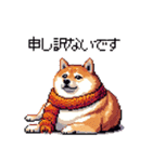 秋 冬 太っちょ柴犬 季節の気遣い（個別スタンプ：24）