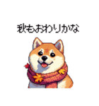 秋 冬 太っちょ柴犬 季節の気遣い（個別スタンプ：28）