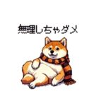 秋 冬 太っちょ柴犬 季節の気遣い（個別スタンプ：32）