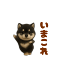 動く！踊る豆黒柴（個別スタンプ：2）