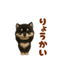 動く！踊る豆黒柴（個別スタンプ：10）