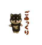 動く！踊る豆黒柴（個別スタンプ：11）