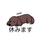 名前入りダックスロングチョコソリッド（個別スタンプ：16）