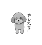 やる気のない・怠惰なトイプードル（個別スタンプ：1）