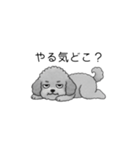 やる気のない・怠惰なトイプードル（個別スタンプ：7）