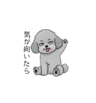 やる気のない・怠惰なトイプードル（個別スタンプ：8）