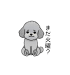 やる気のない・怠惰なトイプードル（個別スタンプ：9）