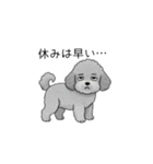 やる気のない・怠惰なトイプードル（個別スタンプ：10）