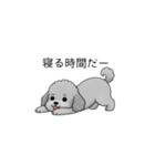 やる気のない・怠惰なトイプードル（個別スタンプ：15）