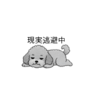 やる気のない・怠惰なトイプードル（個別スタンプ：16）