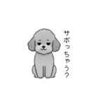 やる気のない・怠惰なトイプードル（個別スタンプ：18）