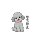 やる気のない・怠惰なトイプードル（個別スタンプ：22）