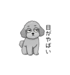 やる気のない・怠惰なトイプードル（個別スタンプ：29）