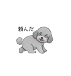 やる気のない・怠惰なトイプードル（個別スタンプ：31）