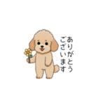 使いやすい敬語のトイプー(アプリコット)（個別スタンプ：14）
