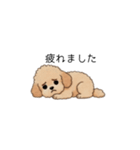 使いやすい敬語のトイプー(アプリコット)（個別スタンプ：33）