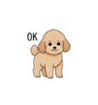 家族で使いやすいトイプー(アプリコット)（個別スタンプ：1）