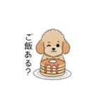 家族で使いやすいトイプー(アプリコット)（個別スタンプ：4）