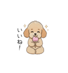 家族で使いやすいトイプー(アプリコット)（個別スタンプ：6）