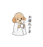 家族で使いやすいトイプー(アプリコット)（個別スタンプ：7）