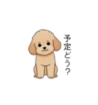 家族で使いやすいトイプー(アプリコット)（個別スタンプ：8）