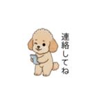 家族で使いやすいトイプー(アプリコット)（個別スタンプ：9）