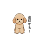 家族で使いやすいトイプー(アプリコット)（個別スタンプ：10）