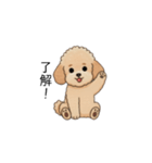 家族で使いやすいトイプー(アプリコット)（個別スタンプ：11）