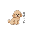 家族で使いやすいトイプー(アプリコット)（個別スタンプ：12）