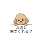 家族で使いやすいトイプー(アプリコット)（個別スタンプ：14）