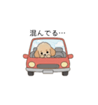 家族で使いやすいトイプー(アプリコット)（個別スタンプ：16）