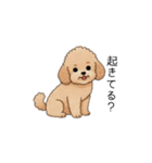 家族で使いやすいトイプー(アプリコット)（個別スタンプ：18）