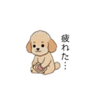 家族で使いやすいトイプー(アプリコット)（個別スタンプ：19）