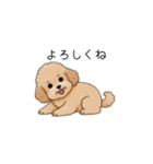 家族で使いやすいトイプー(アプリコット)（個別スタンプ：20）