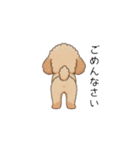 家族で使いやすいトイプー(アプリコット)（個別スタンプ：21）