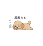 家族で使いやすいトイプー(アプリコット)（個別スタンプ：23）