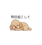 家族で使いやすいトイプー(アプリコット)（個別スタンプ：25）